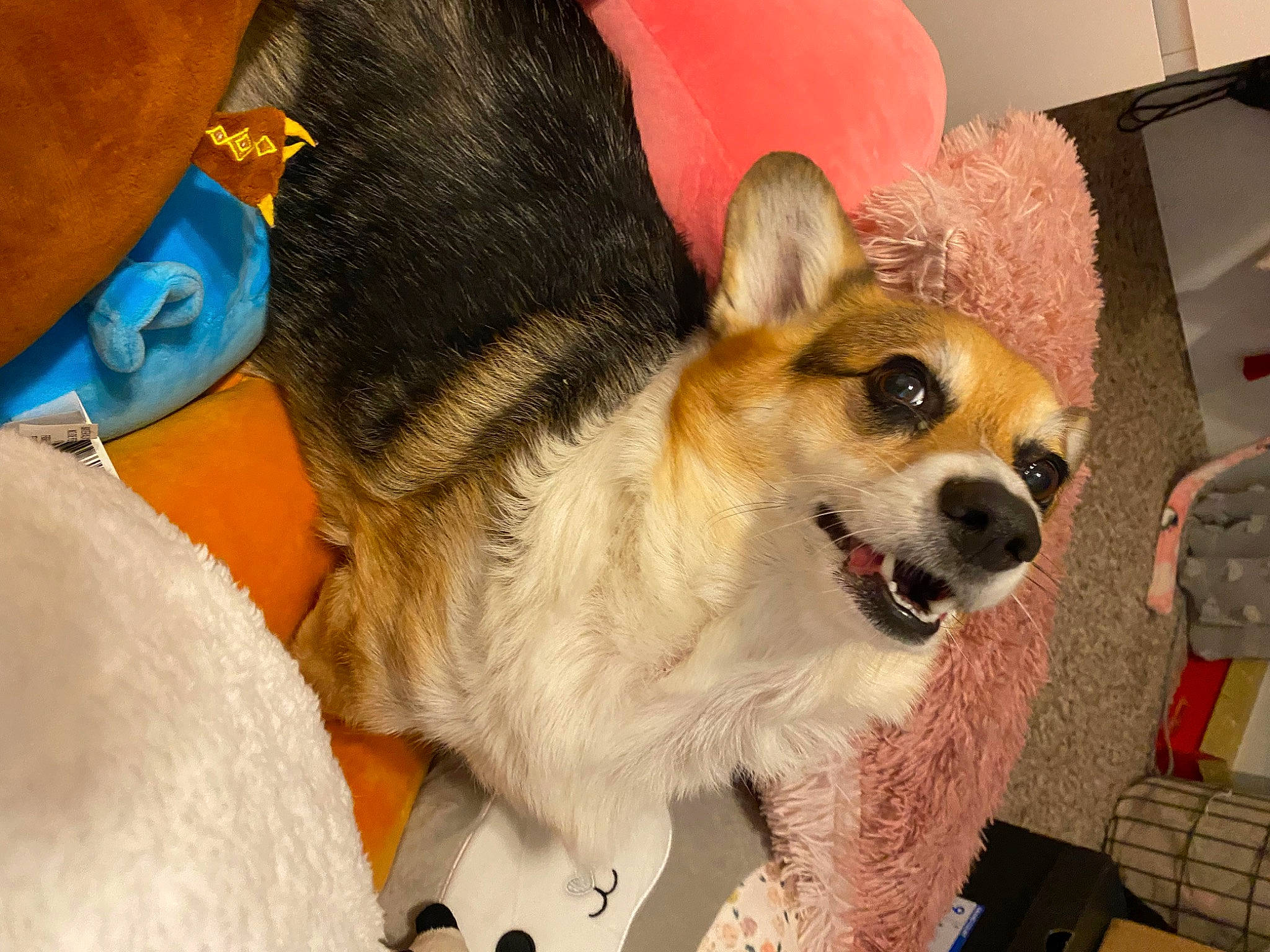 Benjamin is registered to the contest to win money with this photo: canidae, carnivore, chihuahua, collar, companion_dog, corgi_chihuahua, dog, dog_breed, dog_collar, dog_supply, ear, fawn, fur, non_sporting_group, party_hat, paw, snout, sporting_group, toy_dog, whiskers