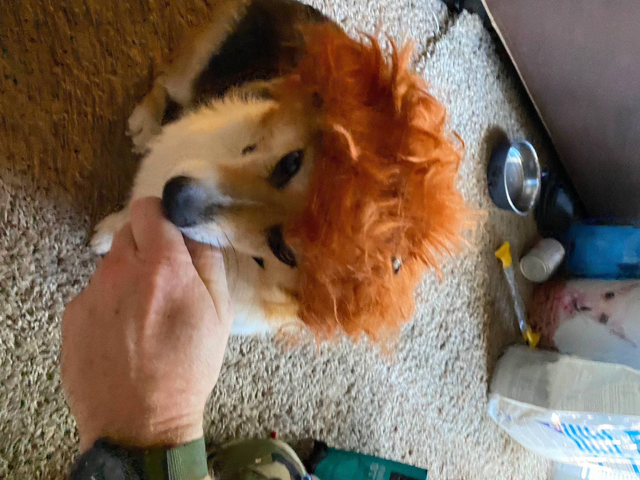 Benjamin joined the competition — help win amazing prizes! canidae, carnivore, companion_dog, dog, dog_breed, dog_supply, fawn, felidae, fur, german_spitz, german_spitz_klein, german_spitz_mittel, paw, pet_supply, pomeranian, snout, spitz, sporting_group, toy_dog, whiskers