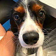 Cerce joined the competition — help win amazing prizes! dog, close_up, nose, whiskers, eyes, pet, animal, curious, fur, black, white, brown, person, arm, lap, indoor, cozy, portrait, cute, companion