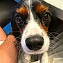 dog, close_up, nose, whiskers, eyes, pet, animal, curious, fur, black, white, brown, person, arm, lap, indoor, cozy, portrait, cute, companion
