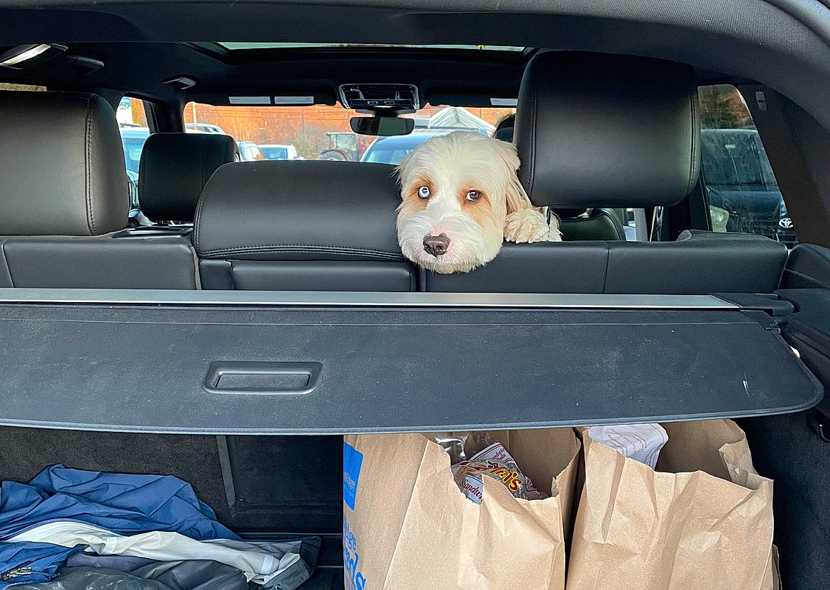 Franklin joined the competition — help win amazing prizes! auto_part, automotive_design, automotive_exterior, automotive_mirror, car, car_seat, car_seat_cover, carnivore, companion_dog, dog, dog_breed, family_car, head_restraint, mode_of_transport, motor_vehicle, personal_luxury_car, seat_belt, trunk, vehicle, vehicle_door