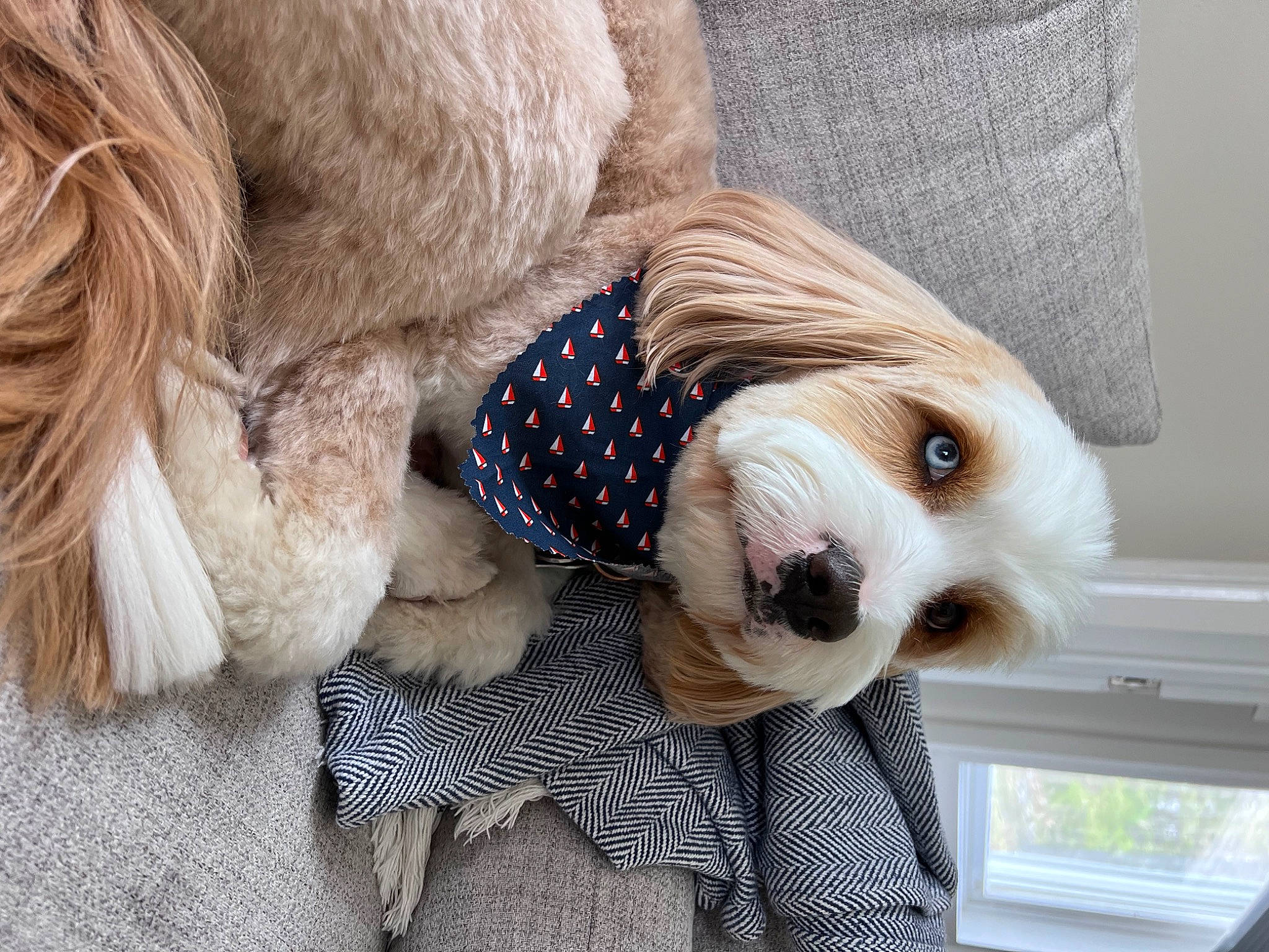 Franklin joined the competition — help win amazing prizes! carnivore, collar, companion_dog, dog, dog_breed, dog_clothes, dog_collar, dog_supply, eyewear, fashion_accessory, fawn, fur, goggles, pet_supply, snout, sunglasses, terrier, toy, toy_dog, working_animal