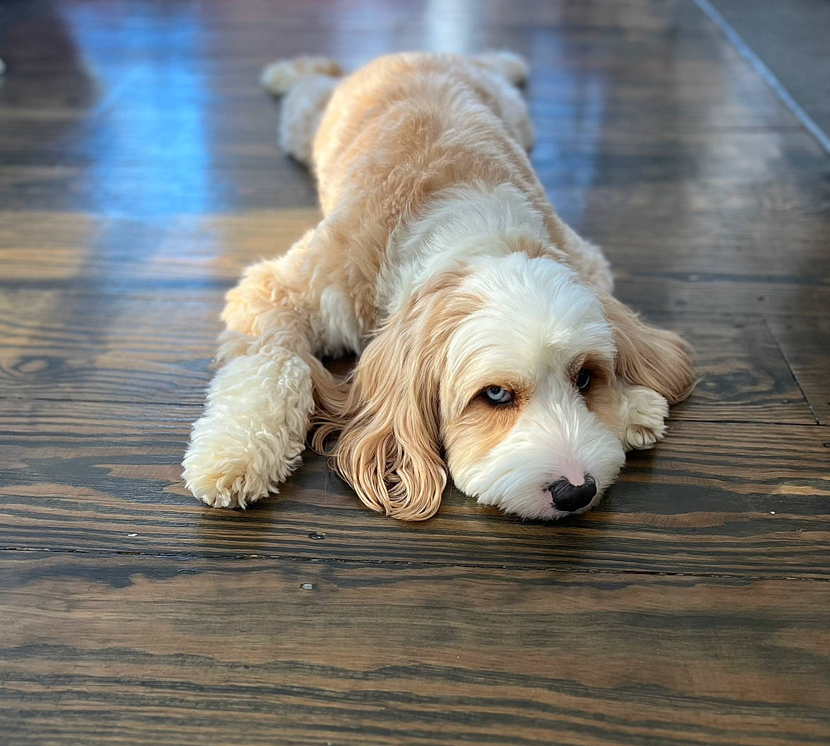 Franklin joined the competition — help win amazing prizes! canidae, carnivore, companion_dog, dog, dog_breed, dog_collar, dog_supply, fawn, floor, flooring, fur, hardwood, liver, paw, plank, snout, sporting_group, toy_dog, wood, working_animal