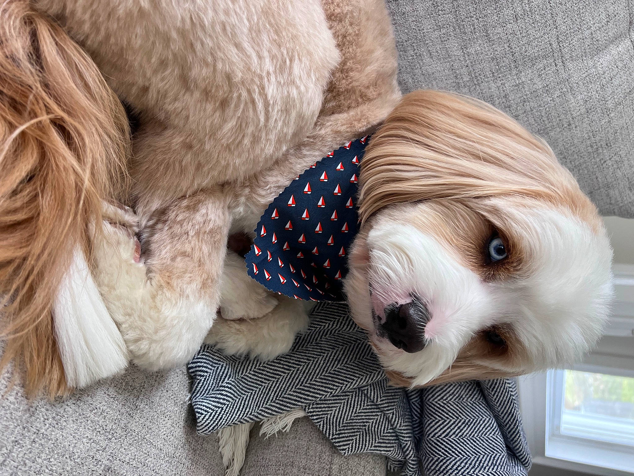 Franklin is registered to the contest to win money with this photo: ball, canidae, carnivore, collar, companion_dog, dog, dog_breed, dog_clothes, dog_collar, dog_supply, eyewear, fawn, fur, pet_supply, snout, sporting_group, sunglasses, toy, toy_dog, working_animal