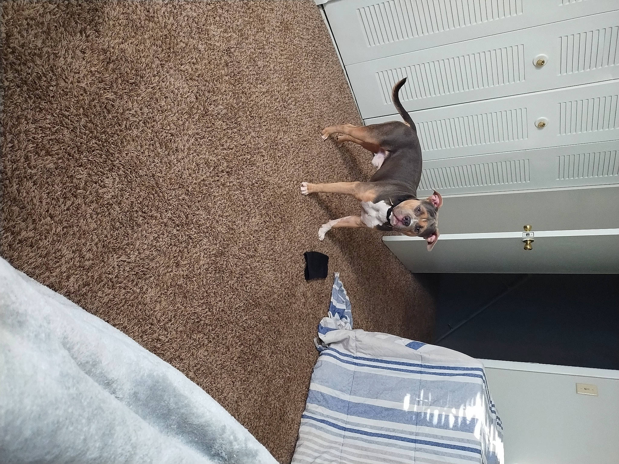 Bully joined the competition — help win amazing prizes! bumper, ceiling, comfort, concrete, facade, flooring, landscape, metal, room, shade, shadow, sitting, stairs, tail, tints_and_shades, tree, vehicle_door, vertebrate, wall, wood