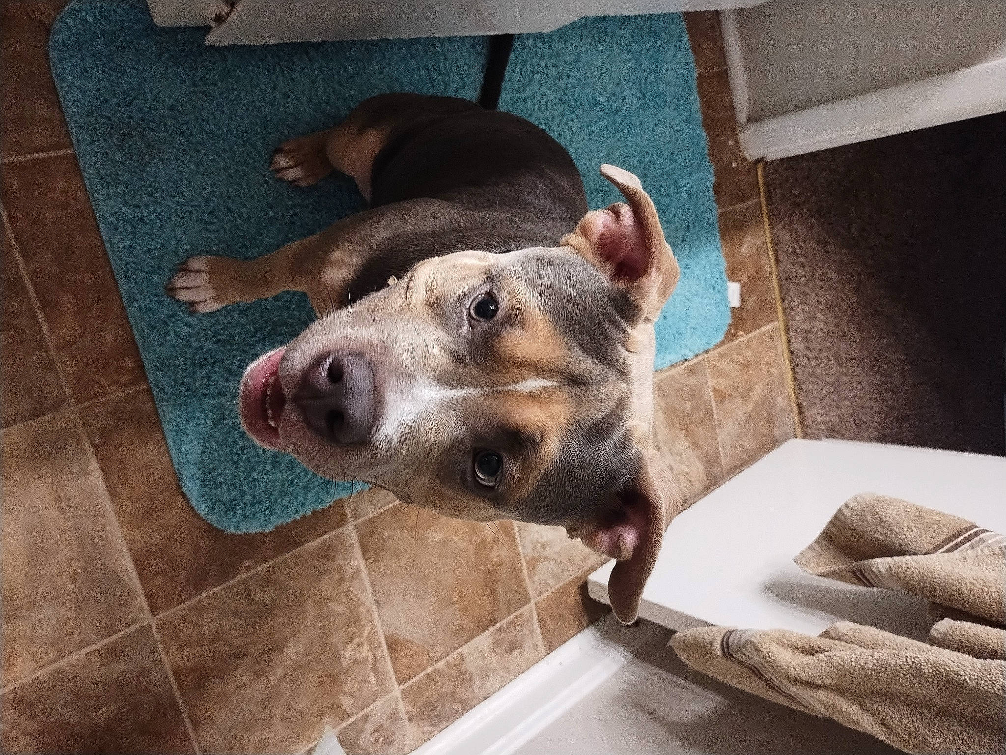 Bully joined the competition — help win amazing prizes! canidae, carnivore, comfort, companion_dog, couch, dog, dog_breed, floor, flooring, fur, mat, non_sporting_group, paw, pet_supply, sporting_group, tile_flooring, whiskers, working_animal