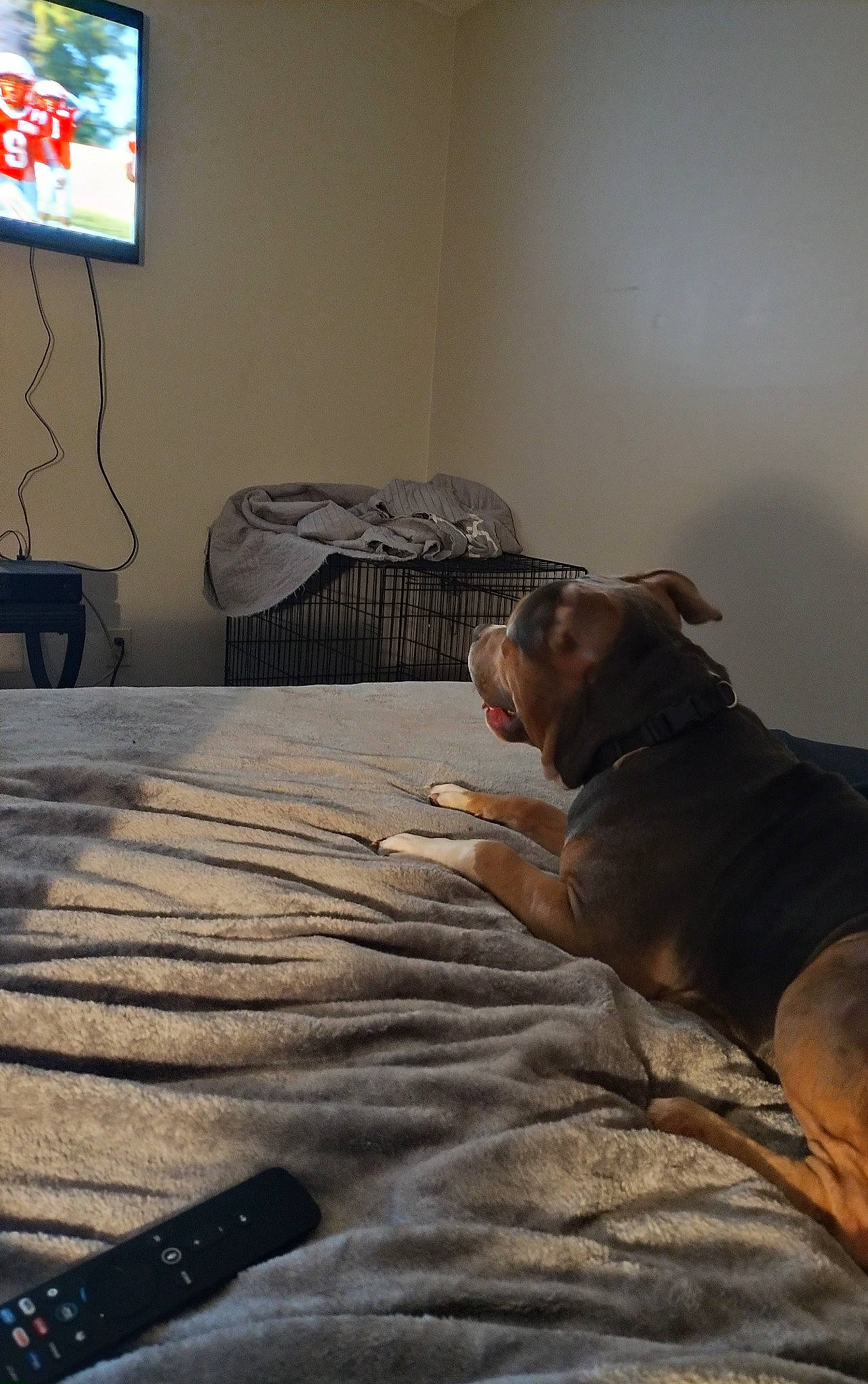 Bully is registered to the contest to win money with this photo: canidae, carnivore, comfort, companion_dog, dog, dog_breed, fawn, floor, flooring, grey, hardwood, linens, liver, snout, sporting_group, television, tints_and_shades, whiskers, wood, working_animal