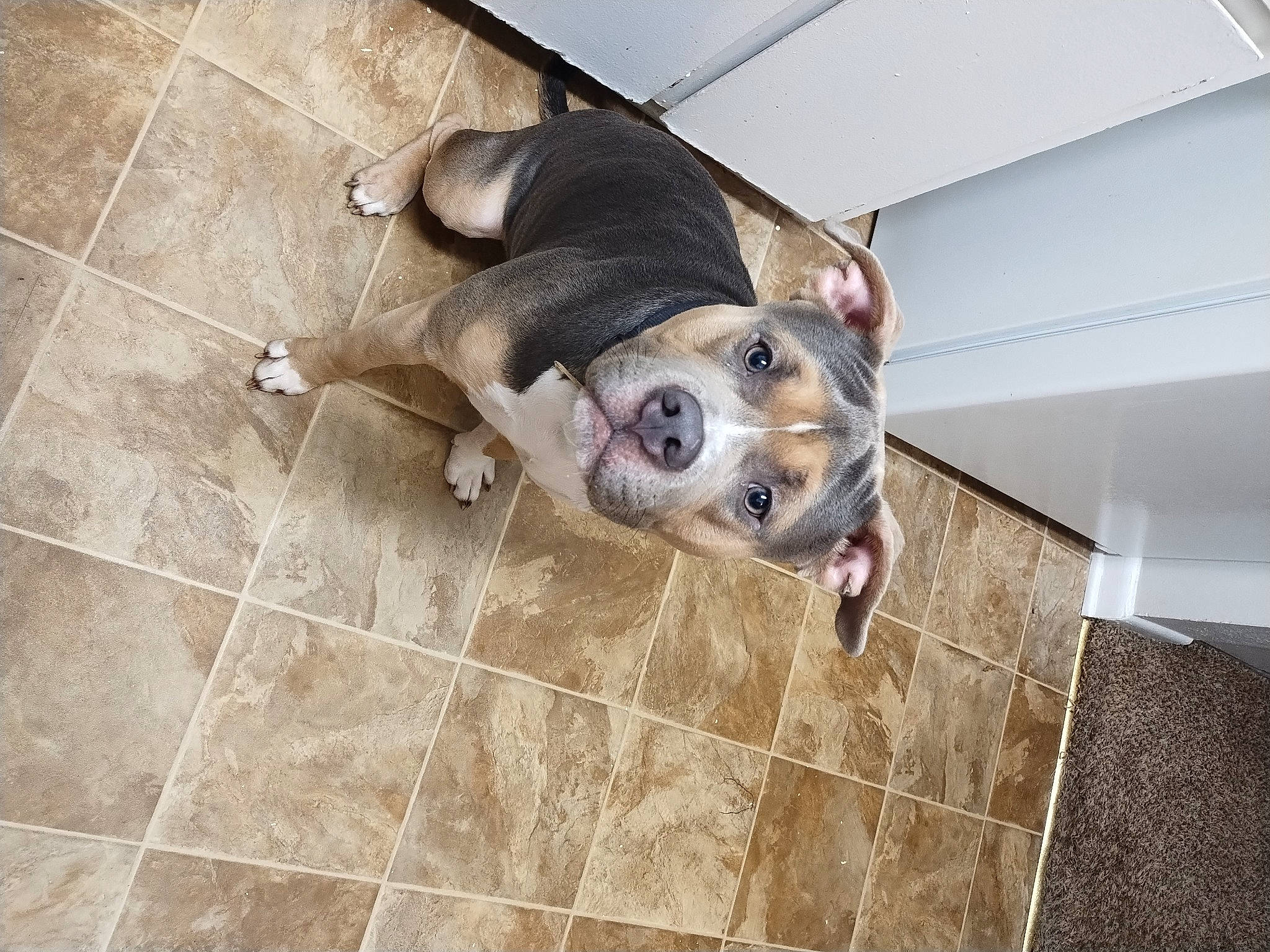 Bully is registered to the contest to win money with this photo: canidae, carnivore, companion_dog, dog, dog_breed, dog_supply, fawn, floor, flooring, fur, hardwood, non_sporting_group, pet_supply, snout, sporting_group, terrestrial_animal, tile_flooring, whiskers, wood, working_animal