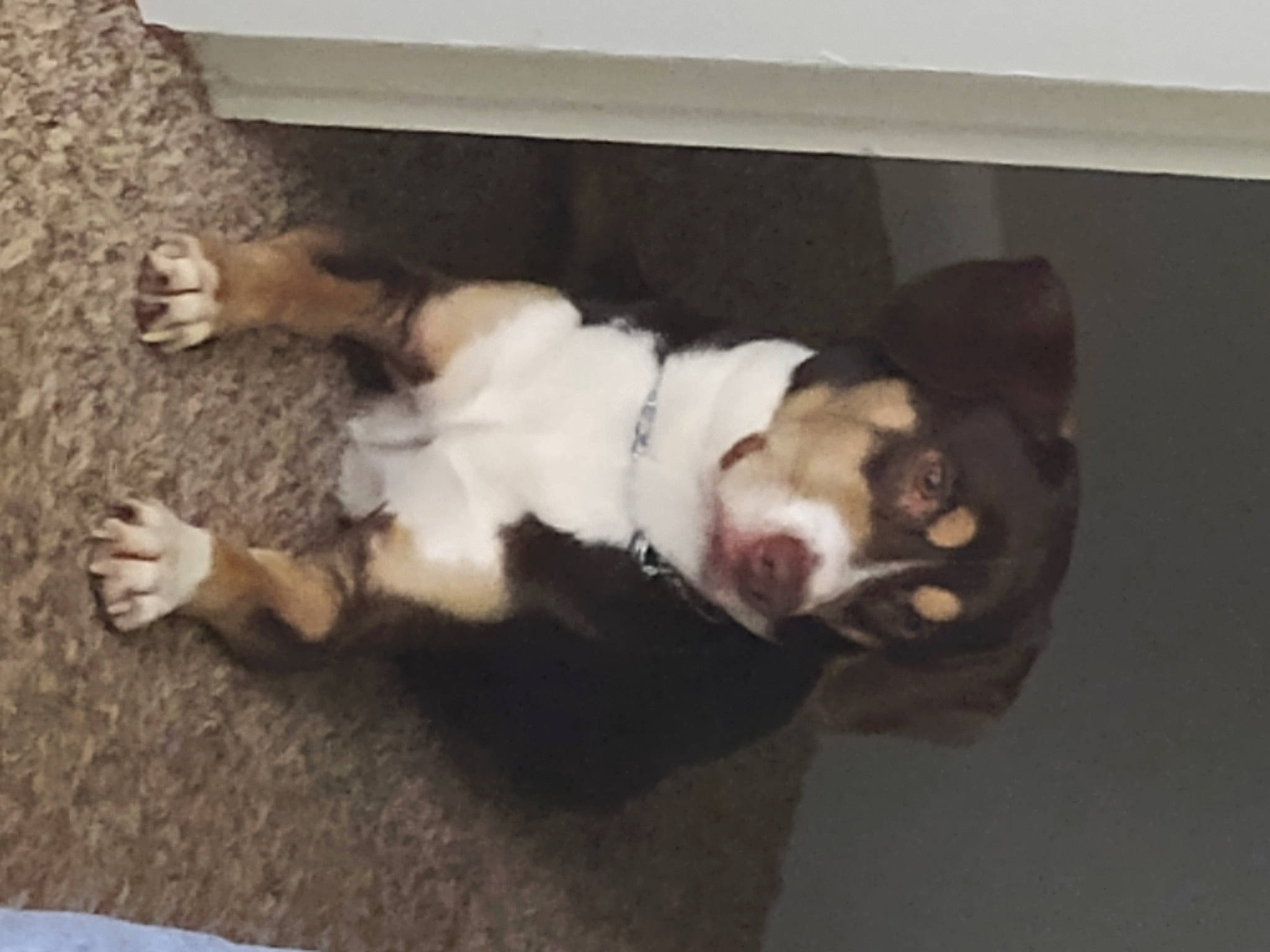 Rocko is registered to the contest to win money with this photo: canidae, carnivore, comfort, companion_dog, dog, dog_breed, felidae, flooring, fur, hardwood, non_sporting_group, paw, small_to_medium_sized_cats, snout, sporting_group, tail, whiskers, wood, working_animal