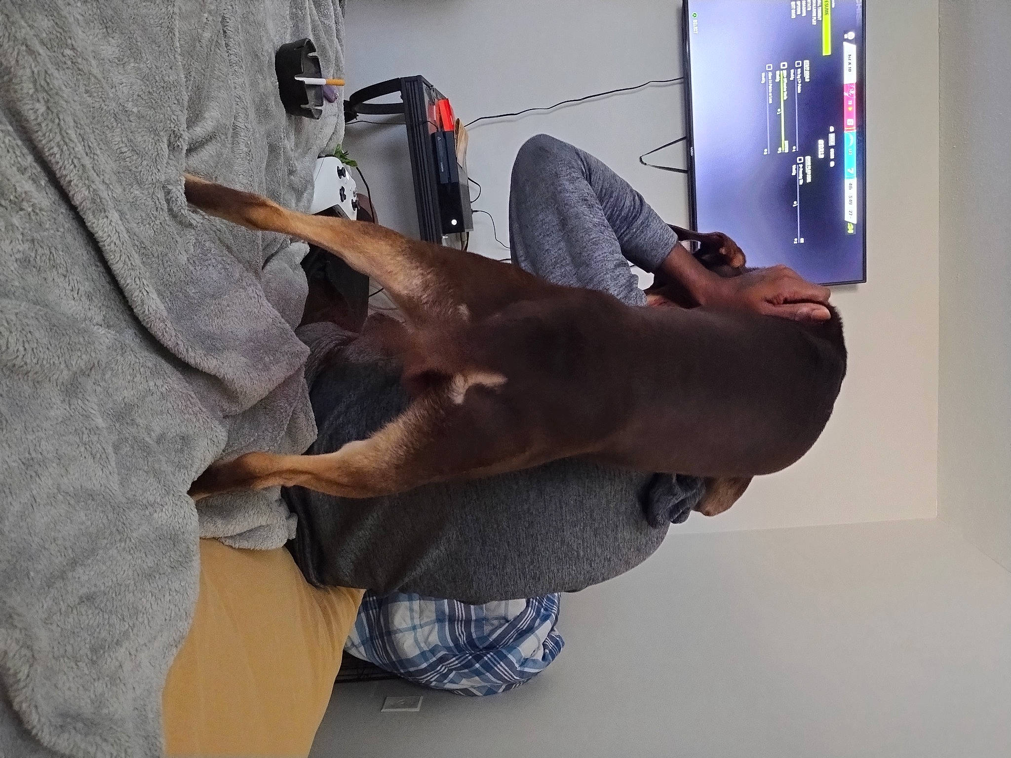 Rocko joined the competition — help win amazing prizes! carnivore, comfort, companion_dog, dog, dog_breed, elbow, fawn, felidae, finger, foot, gesture, human_leg, knee, lap, nail, selfie, television_set, thigh, trunk, wrist