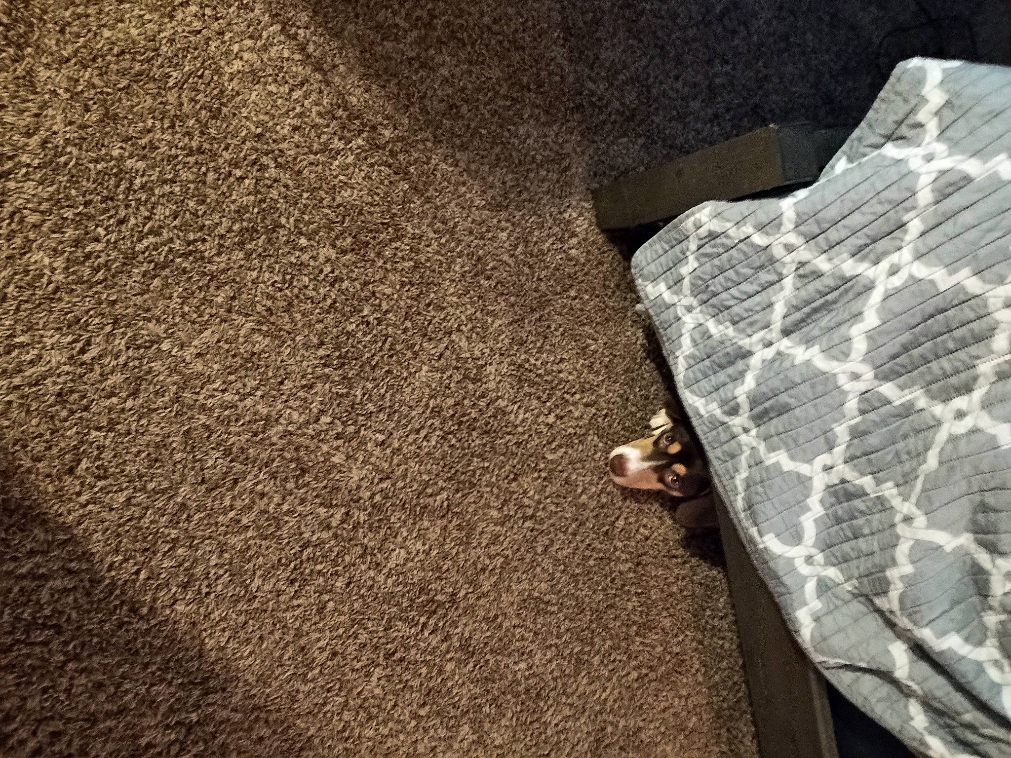 Rocko is registered to the contest to win money with this photo: asphalt, automotive_tire, automotive_wheel_system, bedrock, cobblestone, concrete, flooring, grass, human_leg, landscape, linens, metal, pattern, road_surface, rock, shadow, soil, tints_and_shades, trunk, wood