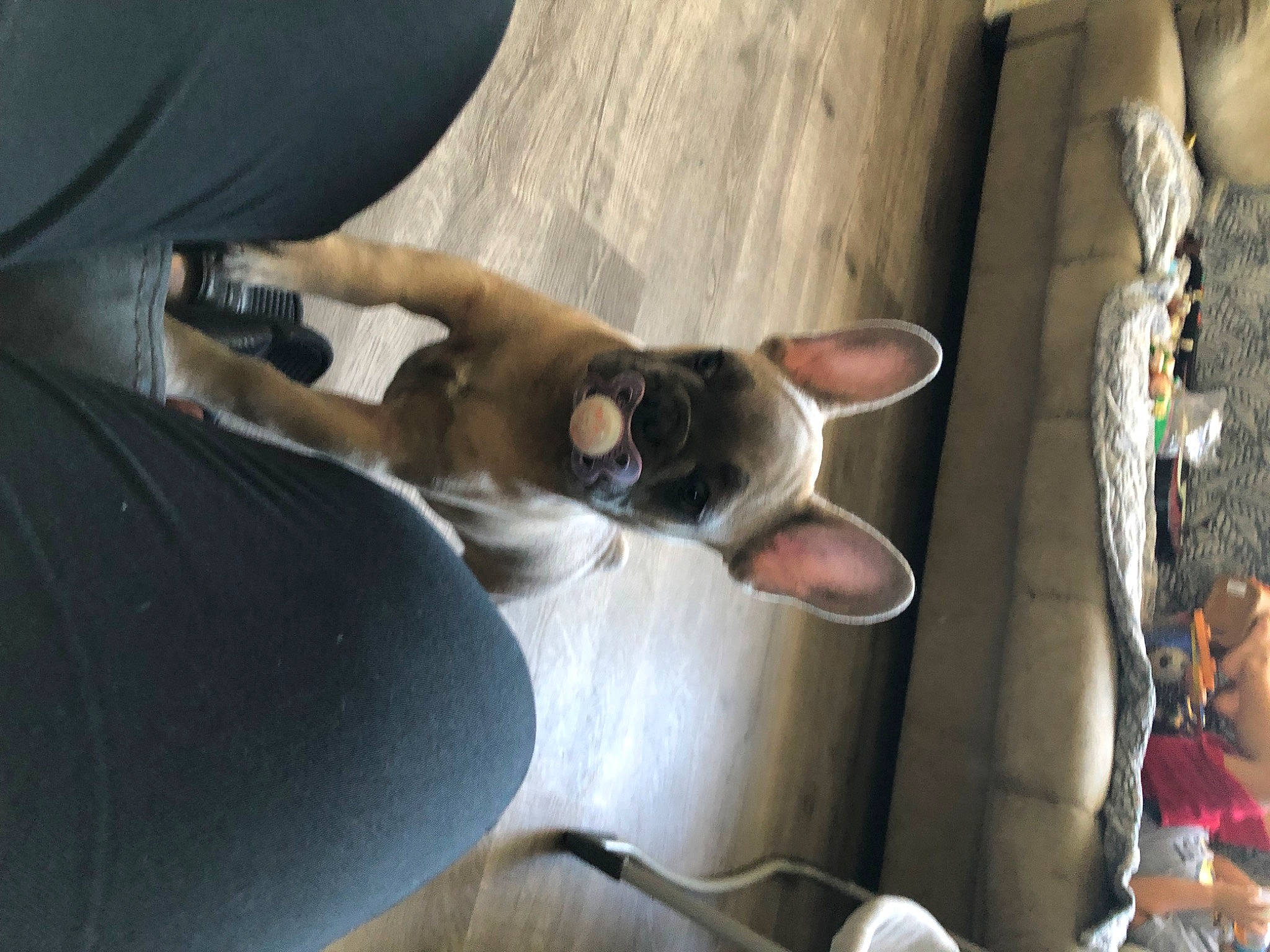 Buddy is registered to the contest to win money with this photo: canidae, carnivore, comfort, companion_dog, dog, dog_breed, fawn, felidae, foot, fur, hardwood, human_leg, non_sporting_group, sporting_group, tail, wood, working_animal, wrist