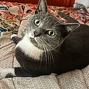Sylvester is registered to the contest to win money with this photo: animal, bedspread, cat, close_up, comfort, cozy, curious, domestic_animal, ears, feline, gray_cat, green_eyes, indoor, lying_down, patterned_fabric, pet, quilt, resting, whiskers, white_fur