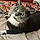 Sylvester