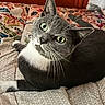 animal, bedspread, cat, close_up, comfort, cozy, curious, domestic_animal, ears, feline, gray_cat, green_eyes, indoor, lying_down, patterned_fabric, pet, quilt, resting, whiskers, white_fur