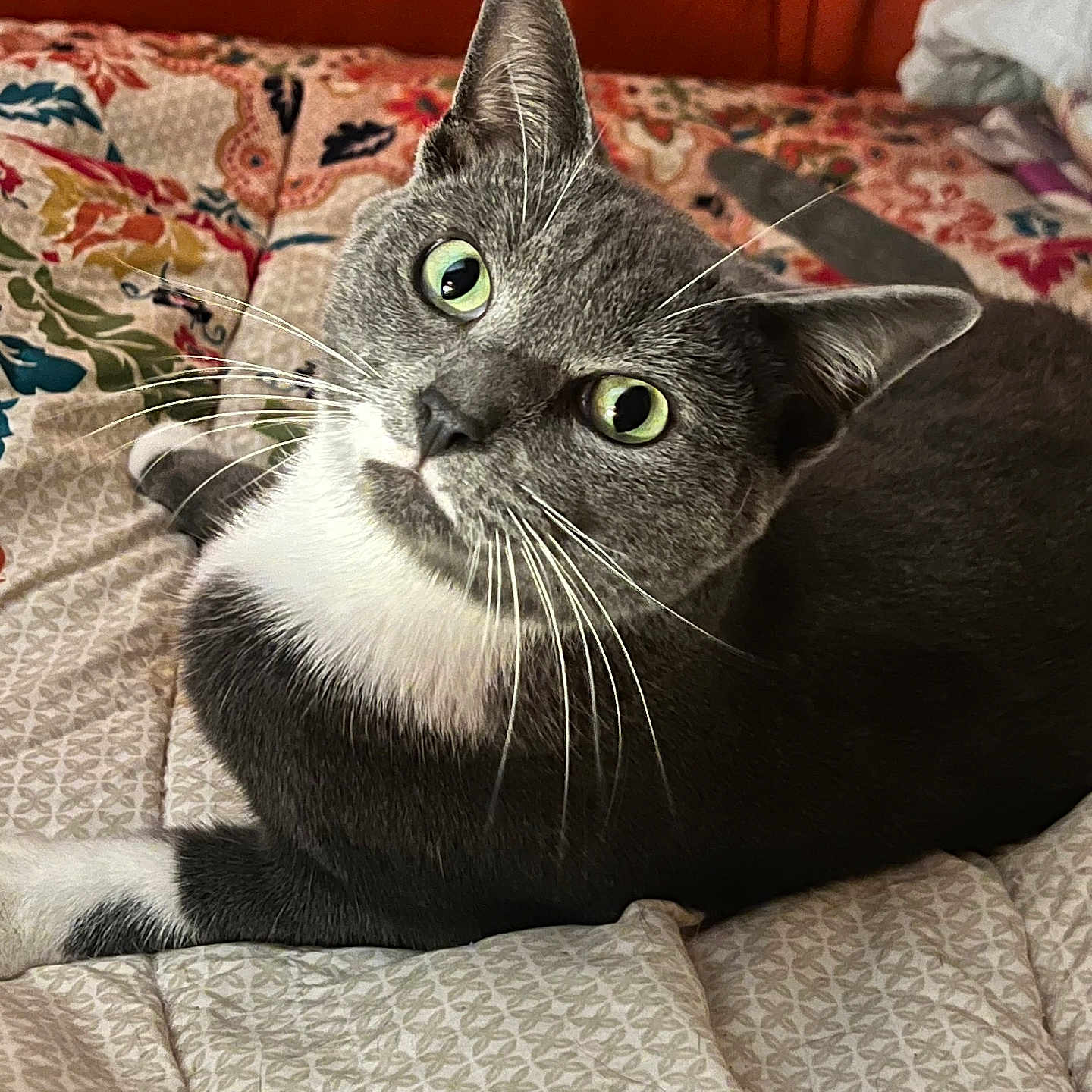 Sylvester
