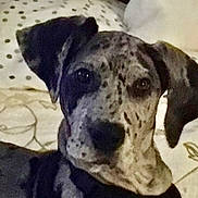 Pebbles is registered to the contest to win money with this photo: dog, pet, spotted, curious, bedspread, indoor, animal, canine, ears, face, collar, resting, closeup, fur, domestic_animal, looking, young, cute, portrait, home