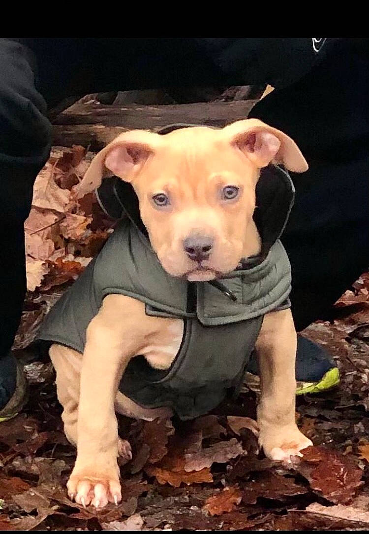 Apache a rejoint le concours — aidez-le/la à gagner de superbes lots ! canidae, carnivore, companion_dog, dog, dog_breed, dog_clothes, dog_supply, eye, fawn, livestock, personal_protective_equipment, puppy, snout, soil, sporting_group, tail, terrestrial_animal, whiskers, wood, working_animal