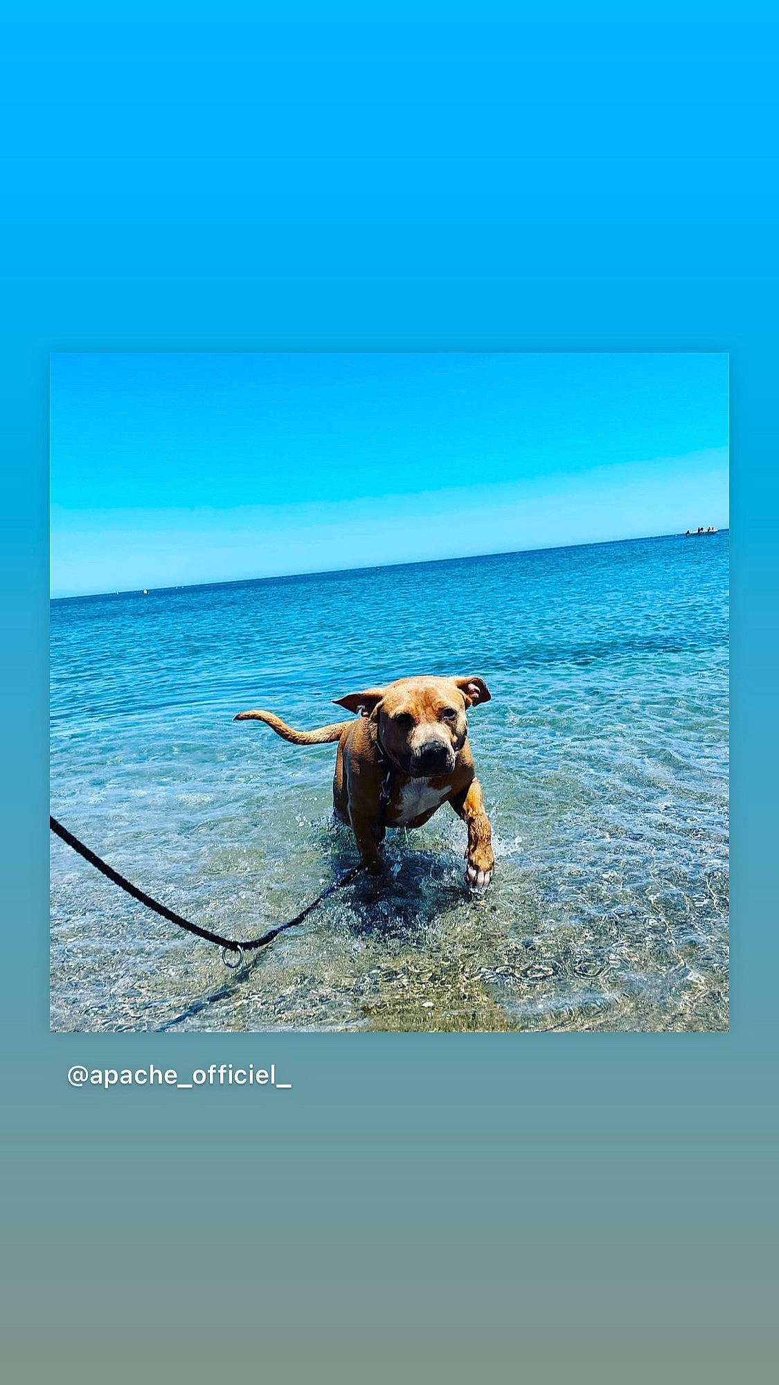 Apache participe au concours pour gagner de l'argent avec cette photo : azure, beach, blue, carnivore, companion_dog, dog, dog_breed, fawn, happy, horizon, lake, landscape, leisure, recreation, rectangle, sky, sporting_group, travel, water, working_animal