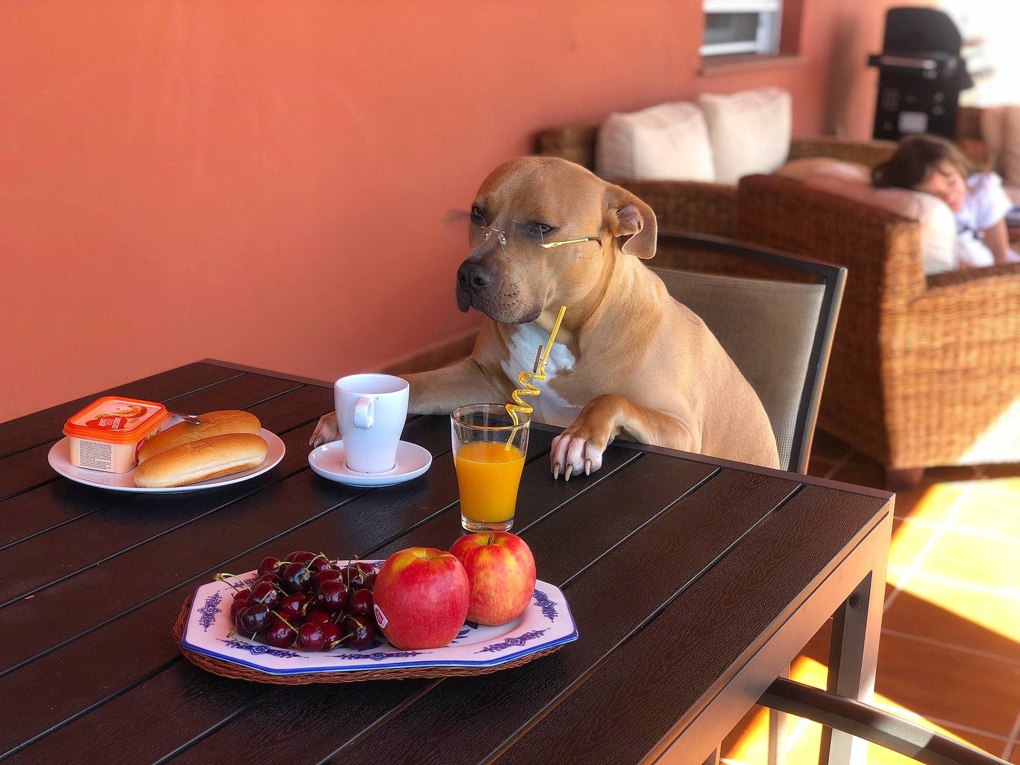Apache participe au concours pour gagner de l'argent avec cette photo : carnivore, chair, comfort, companion_dog, couch, dishware, dog, dog_breed, dog_supply, fawn, food, fruit, furniture, ingredient, plate, recipe, serveware, table, tableware, wood