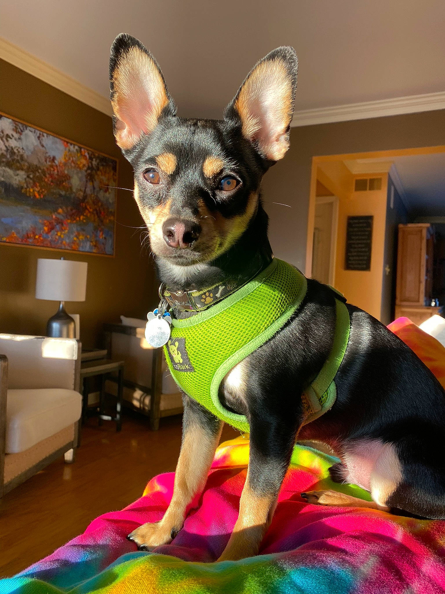 Finnegan joined the competition — help win amazing prizes! canidae, carnivore, chihuahua, collar, companion_dog, couch, dog, dog_breed, dog_supply, ear, fawn, pet_supply, picture_frame, russkiy_toy, snout, sporting_group, terrestrial_animal, toy_dog, whiskers, working_animal