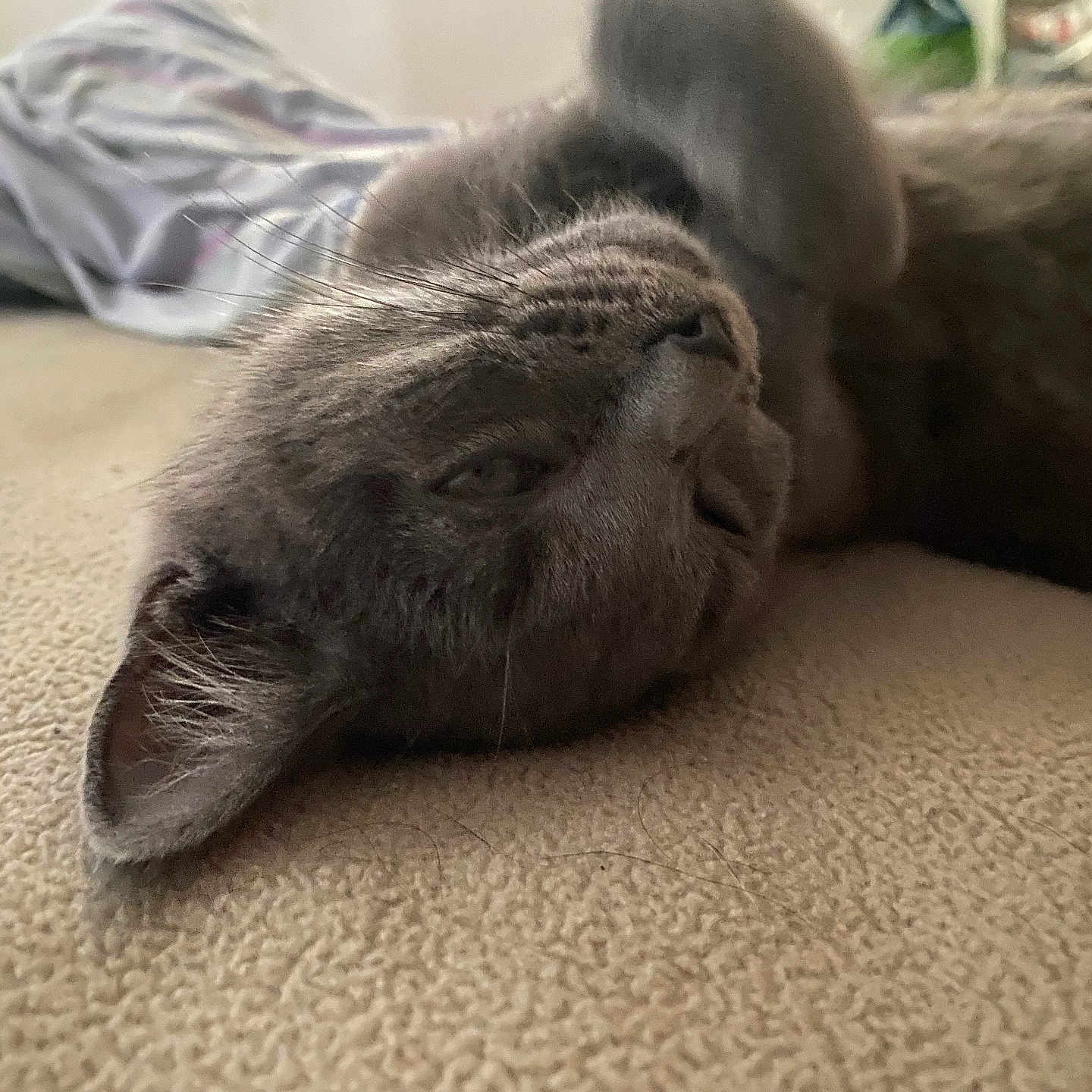 Lil Kitten