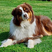 Roméo a rejoint le concours — aidez-le/la à gagner de superbes lots ! dog, grass, stick, outdoor, pet, animal, fluffy, brown, white, green, nature, canine, laying_down, fur, playful, summer, adorable, companion, relaxed, garden