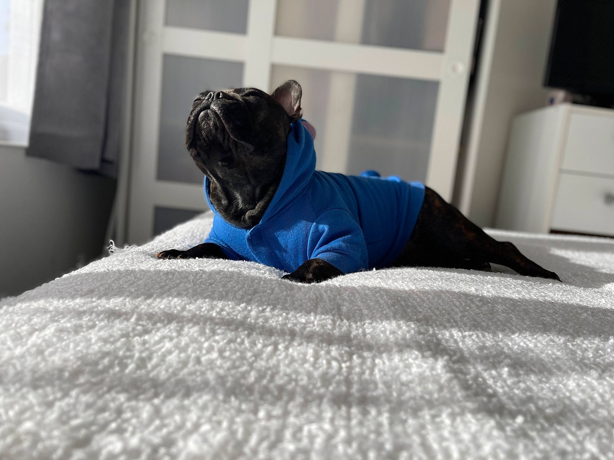 Isis is registered to the contest to win money with this photo: carnivore, comfort, companion_dog, dog, dog_breed, door, electric_blue, fawn, felidae, floor, flooring, grey, human_leg, linens, small_to_medium_sized_cats, snout, sporting_group, textile, whiskers, wood