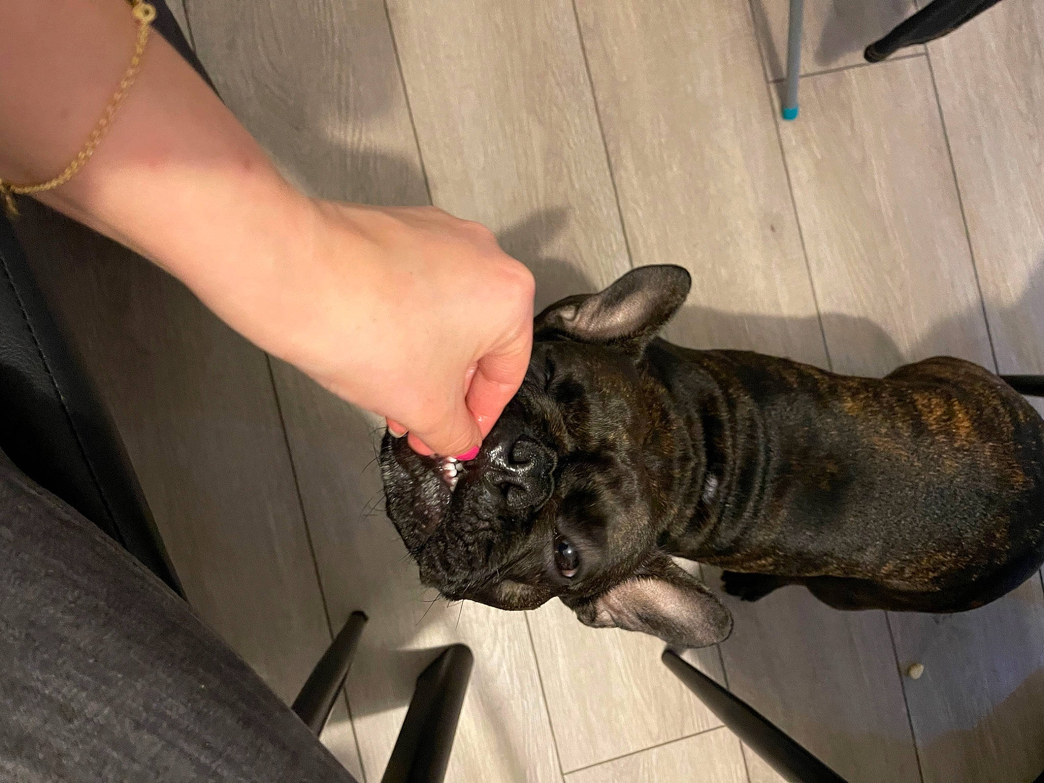 Isis joined the competition — help win amazing prizes! canidae, carnivore, collar, companion_dog, dog, dog_breed, dog_collar, ear, fawn, flooring, foot, fur, human_leg, snout, tail, terrestrial_animal, whiskers, wood, working_animal, wrinkle