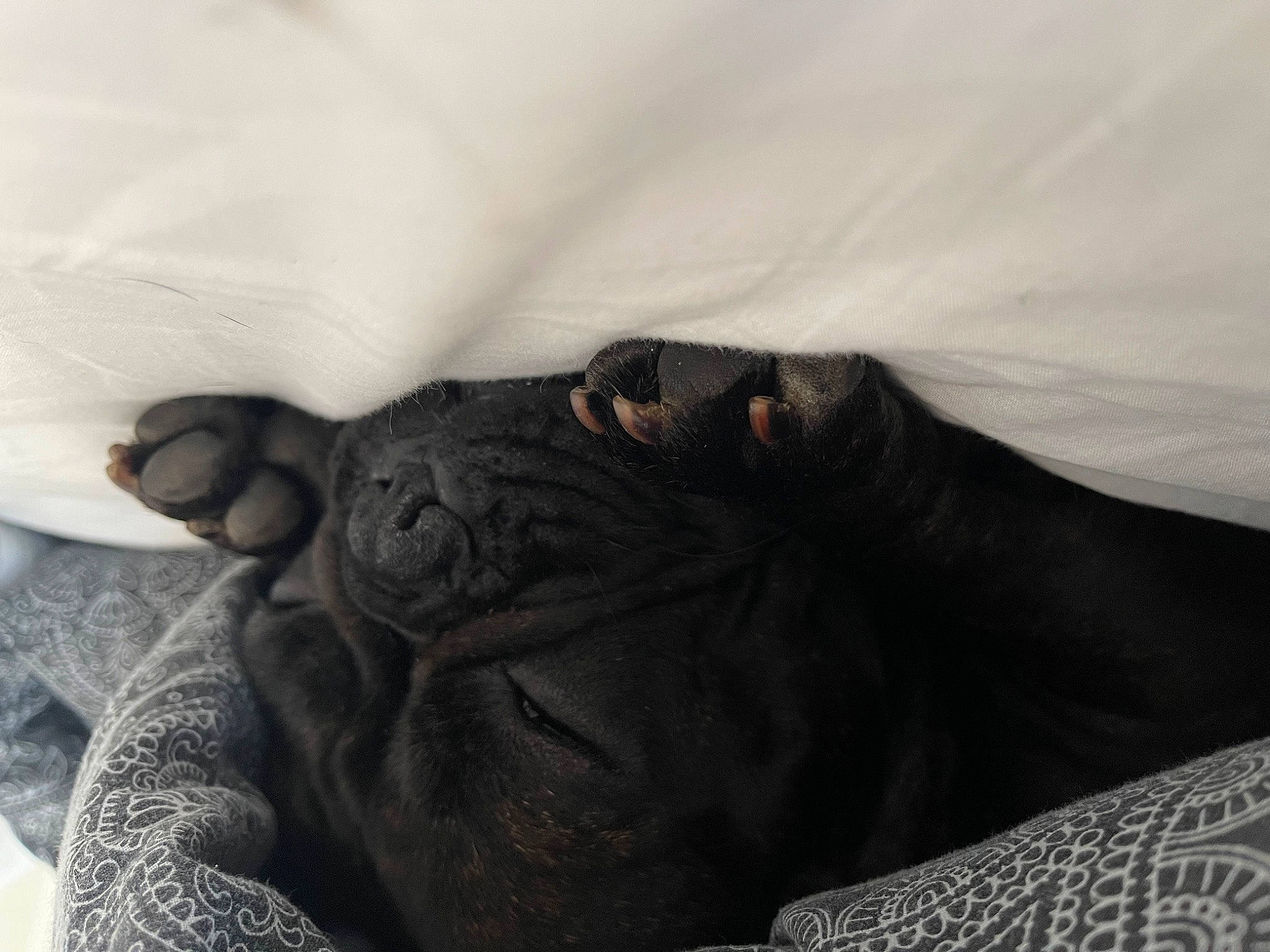 Isis is registered to the contest to win money with this photo: bull, comfort, dog_breed, eye, fawn, foot, fur, grey, human_leg, monochrome_photography, nap, primate, sculpture, snout, sporting_group, terrestrial_animal, whiskers, wildlife, working_animal, wrinkle