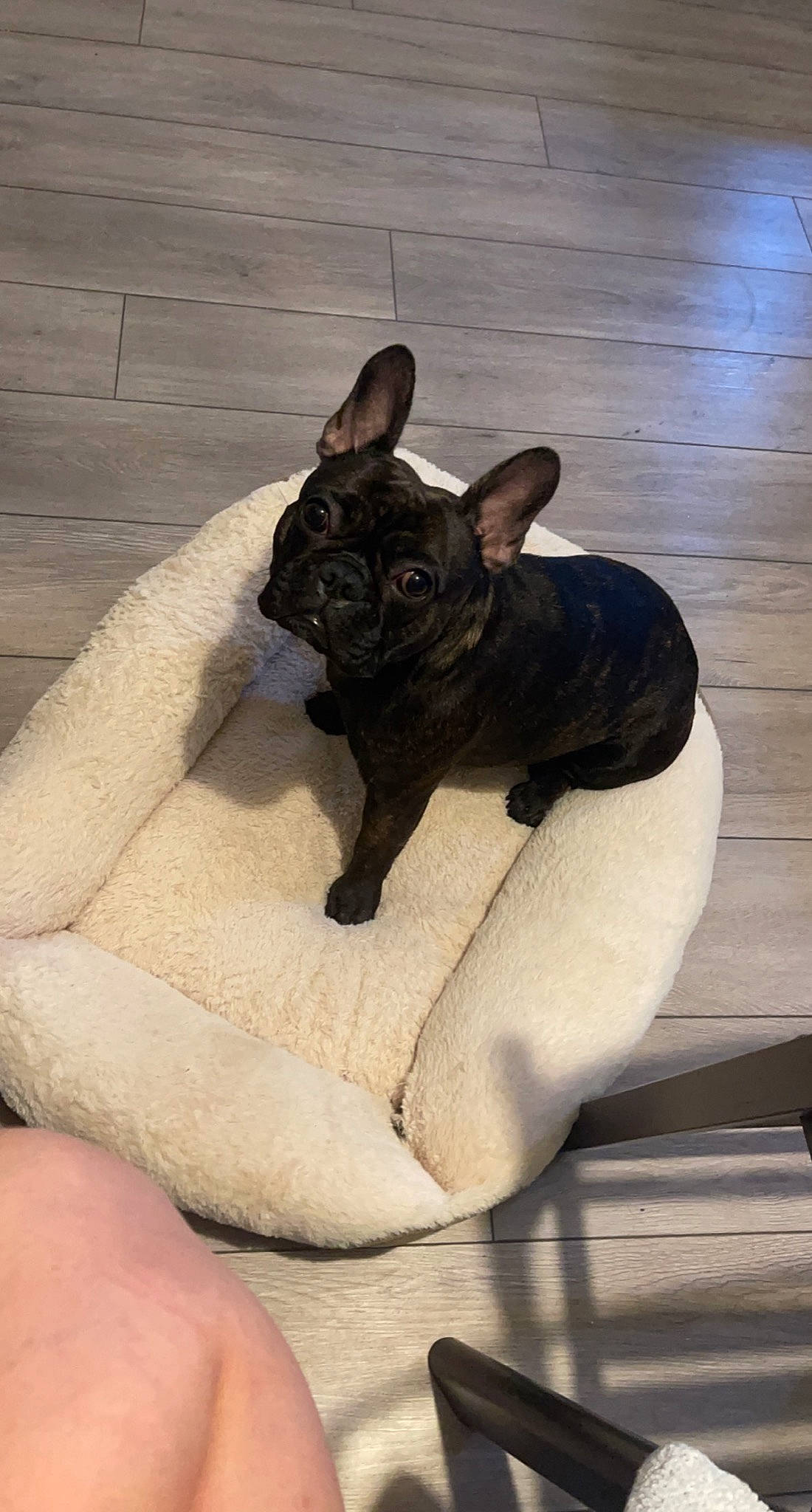 Isis joined the competition — help win amazing prizes! bulldog, canidae, carnivore, comfort, companion_dog, dog, dog_breed, ear, fawn, felidae, french_bulldog, snout, sporting_group, tail, terrestrial_animal, toy_dog, whiskers, wood, working_animal, wrinkle