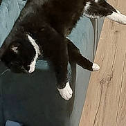 Lixy a rejoint le concours — aidez-le/la à gagner de superbes lots ! cat, black_and_white_cat, couch, furniture, indoor, wooden_floor, bag, floral_pattern, relaxed, lying_down, pet, domestic_animal, cozy, paws, feline, resting, living_room, soft_texture, yellow_blanket, casual