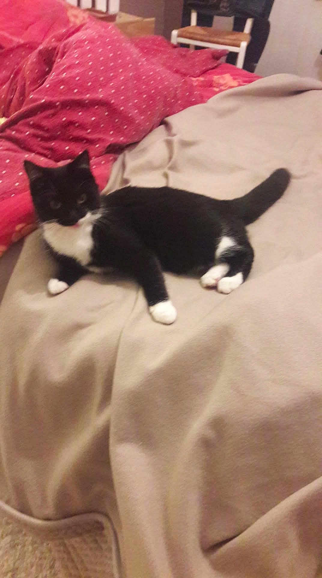 Lixy a rejoint le concours — aidez-le/la à gagner de superbes lots ! cat, black_and_white_cat, blanket, bed, furniture, chair, indoor, pet, animal, relaxed, lying_down, fur, whiskers, tail, domestic_cat, cozy, resting, home, soft, comfort