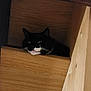 Lixy a rejoint le concours — aidez-le/la à gagner de superbes lots ! cat, black_cat, white_whiskers, wooden_structure, indoor, pet, animal, curious, hiding, feline, closeup, face, whiskers, resting, looking, shadow, quiet, cozy, shelter, home