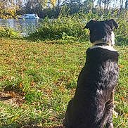 Mustang a rejoint le concours — aidez-le/la à gagner de superbes lots ! dog, grass, river, boat, trees, autumn, leaves, nature, outdoor, sky, water, animal, pet, canine, sitting, back_view, daylight, scenic, peaceful, collar