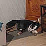 Mustang participe au concours pour gagner de l'argent avec cette photo : dog, indoor, sleeping, wooden_cabinet, rug, floor, furniture, resting, black_and_white, pet, cozy, home, table, wood, animal, domestic, quiet, relaxation, corner, calm