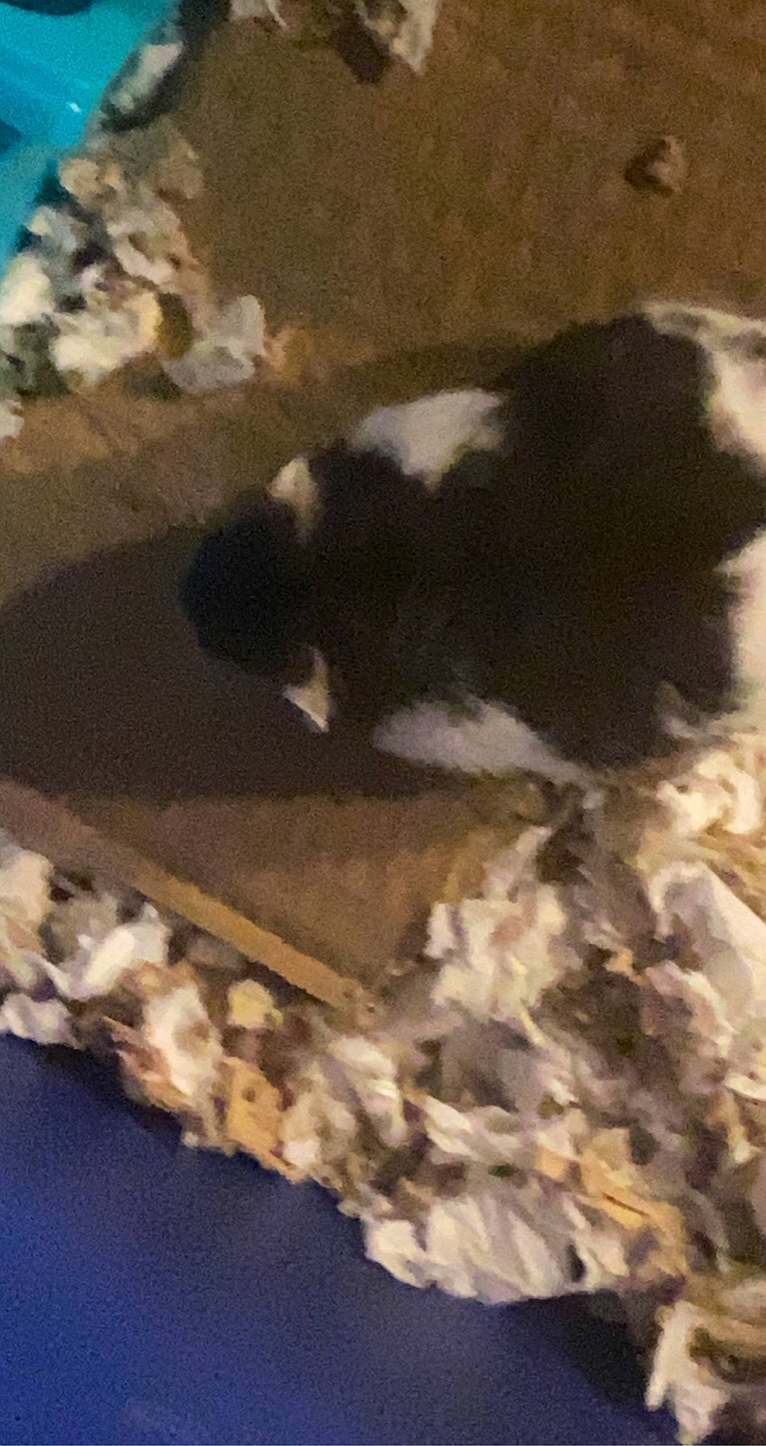 Babushka joined the competition — help win amazing prizes! brown, canidae, dog_breed, fawn, fur, landscape, pattern, rectangle, rock, shadow, snout, soil, sporting_group, tail, terrestrial_animal, tints_and_shades, visual_arts, wildlife, wood, working_animal