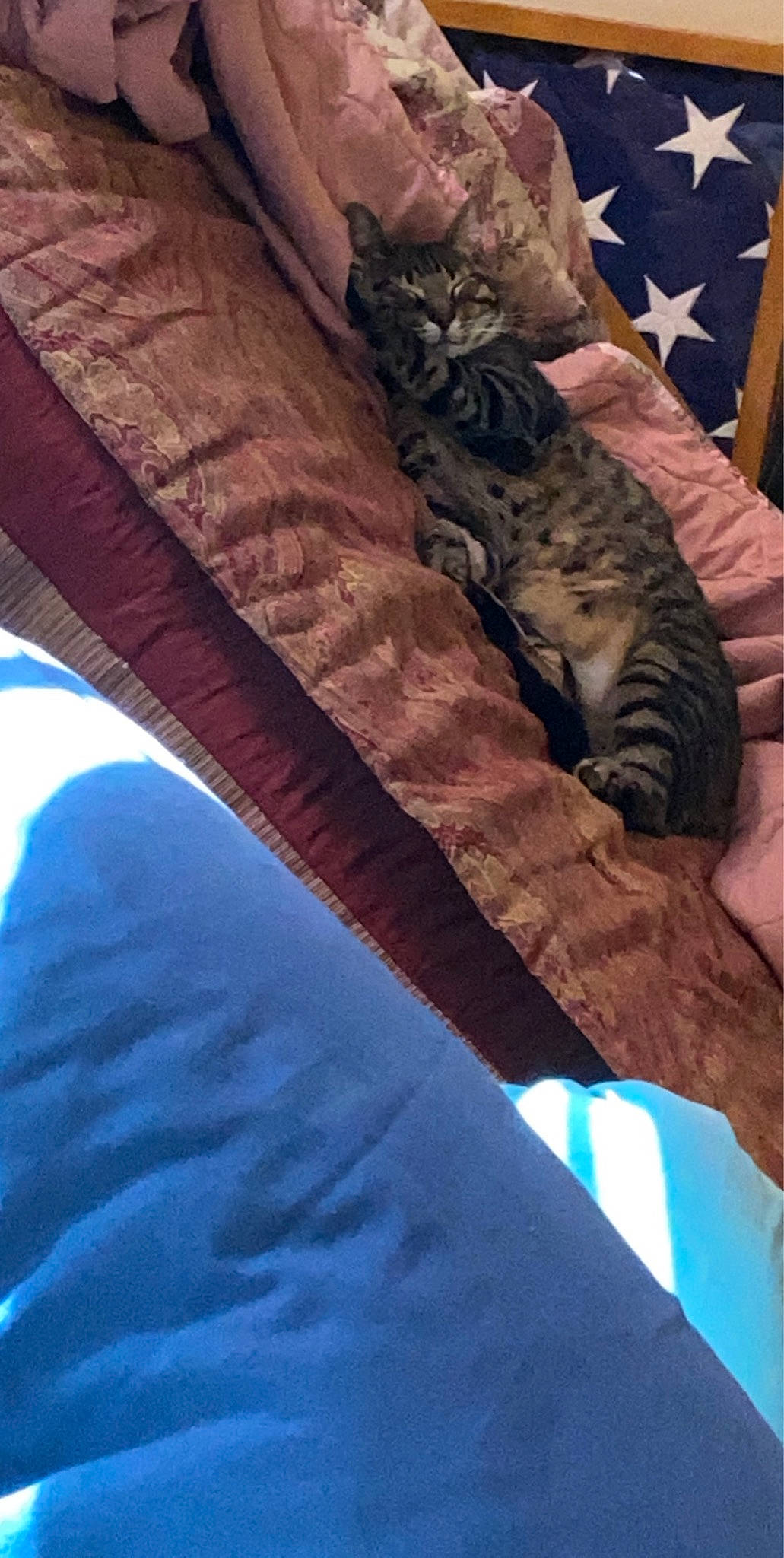 Tiggey is registered to the contest to win money with this photo: bedding, blue, carnivore, cat, comfort, couch, domestic_short_haired_cat, electric_blue, felidae, fur, human_leg, linens, pattern, paw, room, small_to_medium_sized_cats, tail, tints_and_shades, whiskers, wood