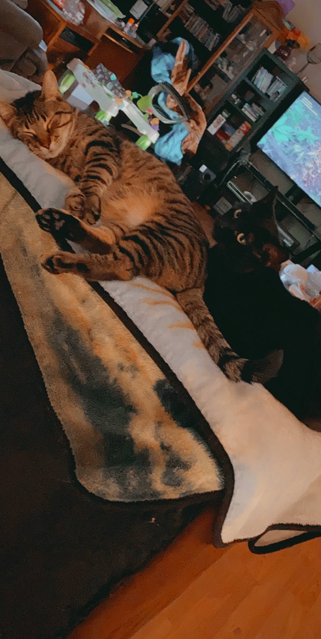 Tiggey is registered to the contest to win money with this photo: art, bengal_tiger, big_cats, carnivore, cat, domestic_short_haired_cat, fawn, felidae, fur, fur_clothing, hide, pattern, picture_frame, siberian_tiger, small_to_medium_sized_cats, tail, television, terrestrial_animal, tiger, whiskers