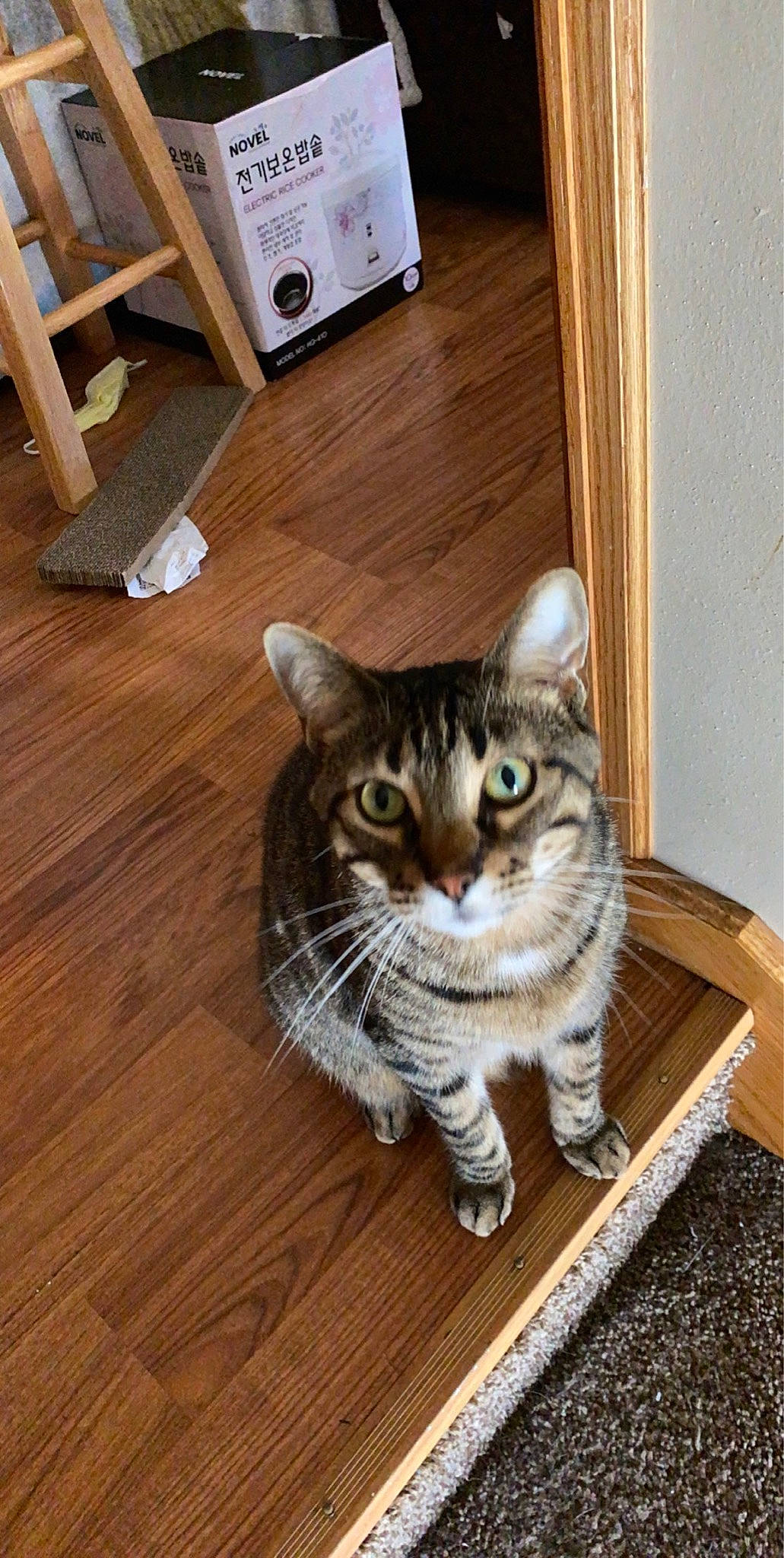 Tiggey joined the competition — help win amazing prizes! carnivore, cat, comfort, domestic_short_haired_cat, door, felidae, floor, flooring, fur, grey, hardwood, laminate_flooring, small_to_medium_sized_cats, snout, tail, varnish, whiskers, wood, wood_flooring, wood_stain