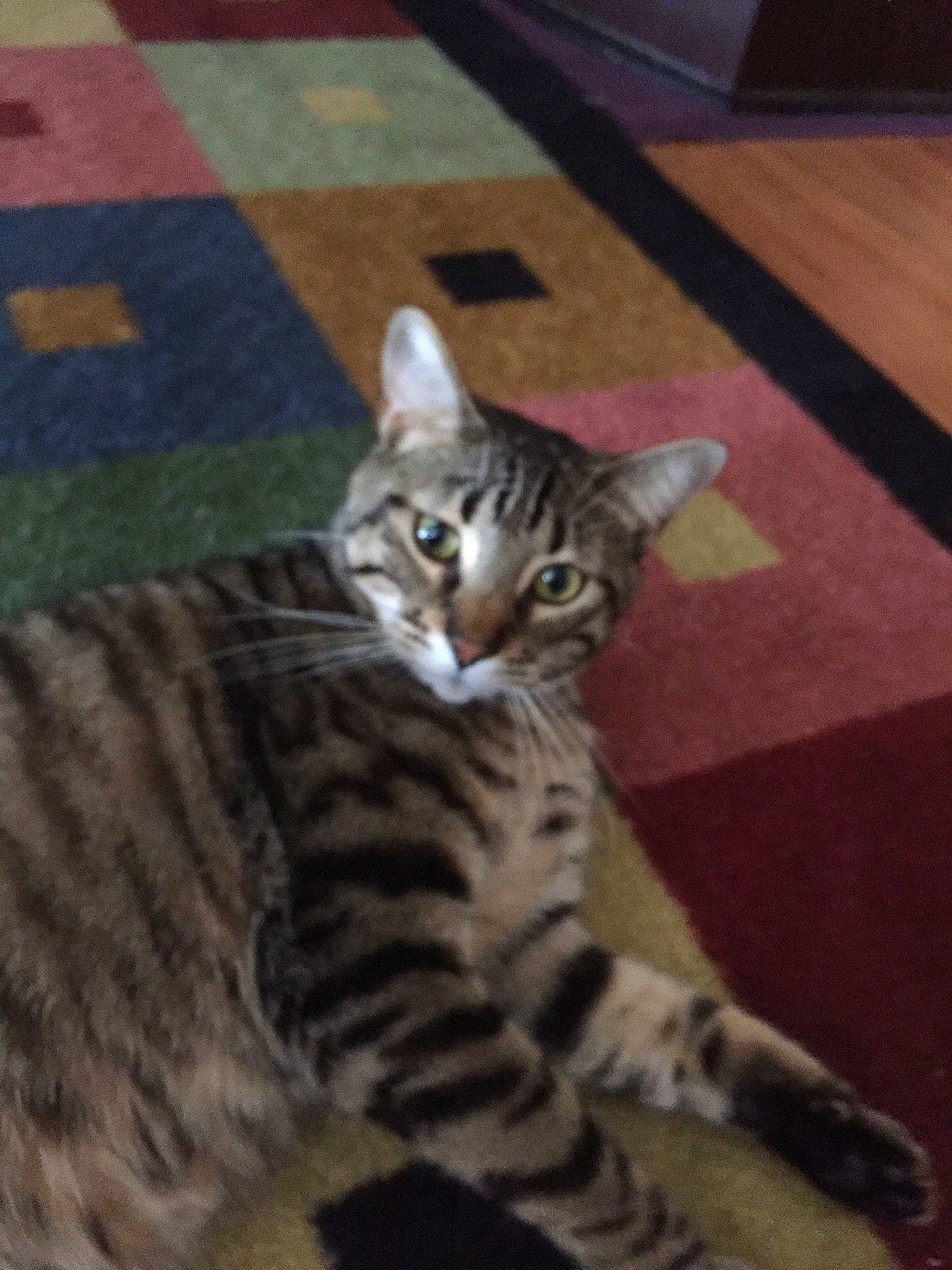 Tiggey joined the competition — help win amazing prizes! carnivore, cat, claw, domestic_short_haired_cat, felidae, flooring, foot, fur, hardwood, pattern, paw, small_to_medium_sized_cats, snout, tail, terrestrial_animal, tile_flooring, whiskers, wildlife, wood