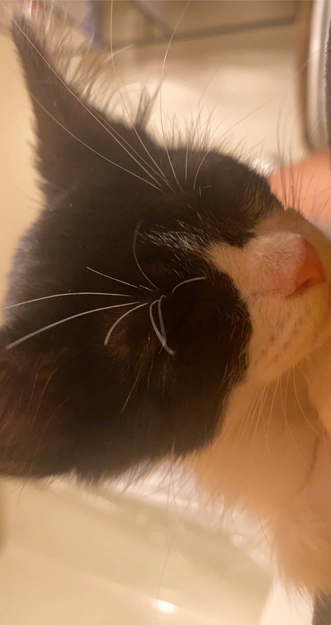 Whisper is registered to the contest to win money with this photo: carnivore, cat, close_up, cloud, comfort, domestic_short_haired_cat, ear, eyelash, felidae, fur, nap, nose, paw, sleep, small_to_medium_sized_cats, snout, tail, whiskers