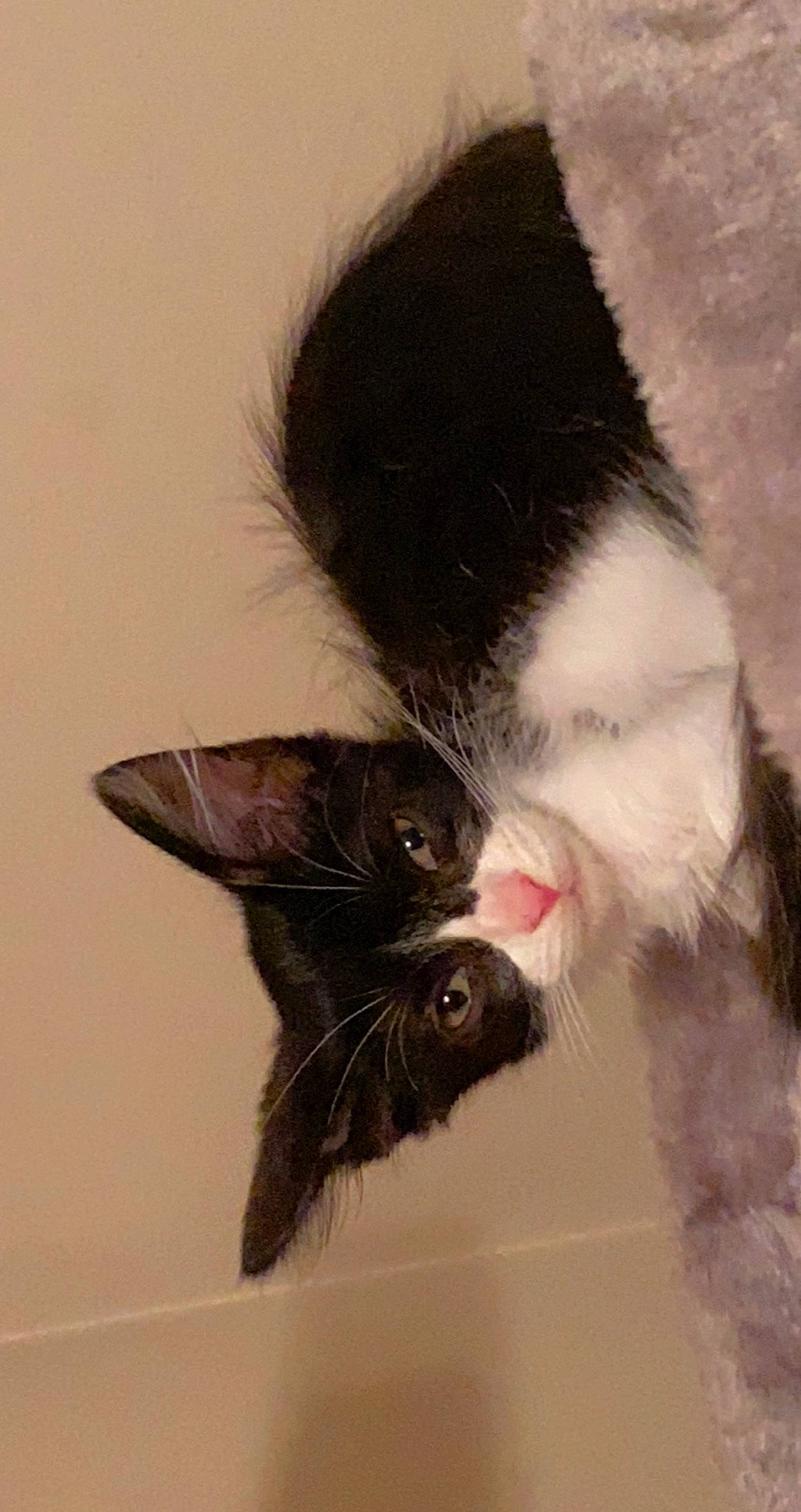 Whisper is registered to the contest to win money with this photo: black_cat, canidae, carnivore, cat, claw, dog_breed, domestic_short_haired_cat, ear, felidae, foot, fur, gesture, human_leg, paw, small_to_medium_sized_cats, snout, sporting_group, tail, toe, whiskers