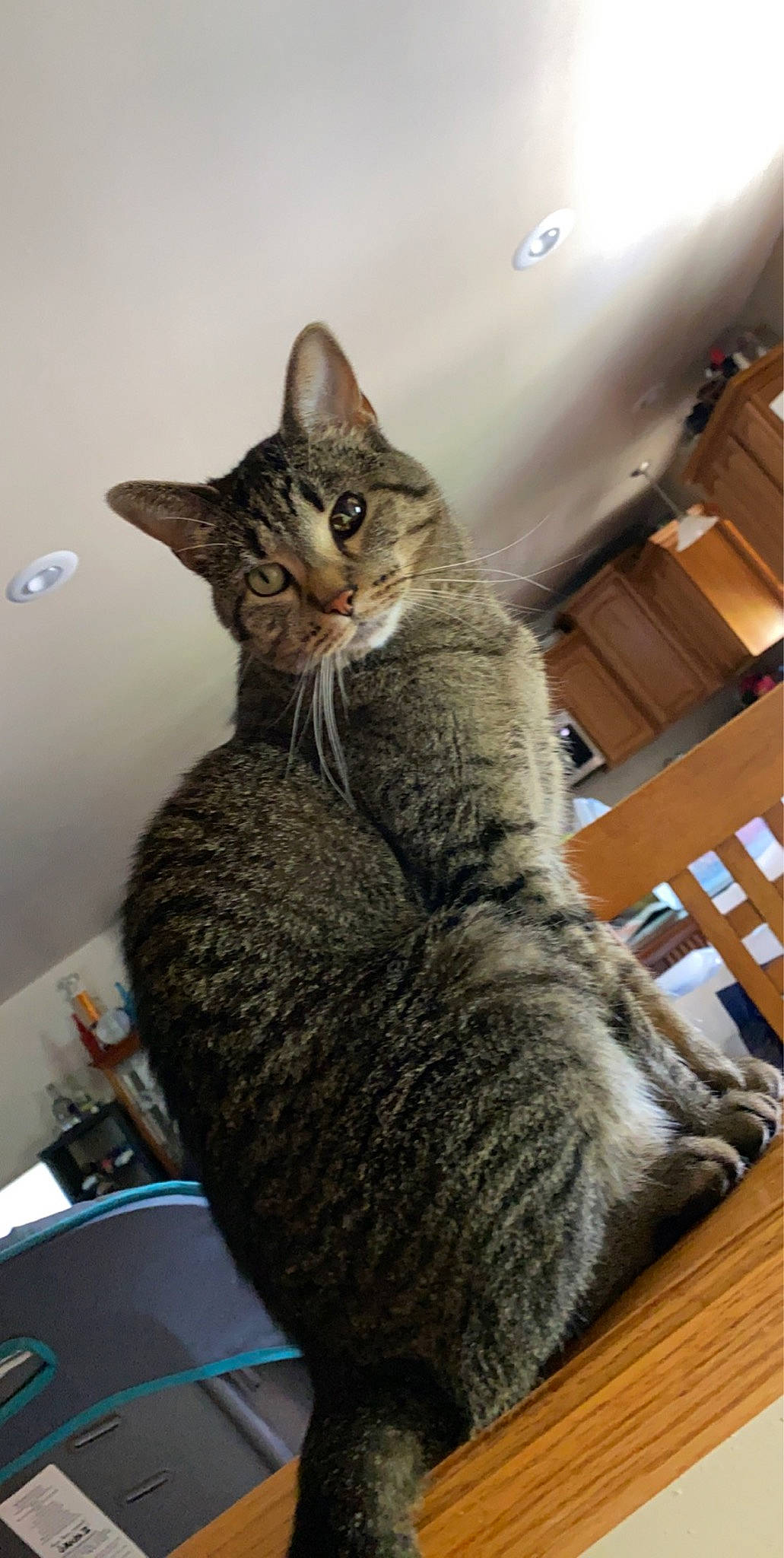 Elly Mae joined the competition — help win amazing prizes! carnivore, cat, claw, comfort, domestic_short_haired_cat, felidae, fur, military_camouflage, sitting, small_to_medium_sized_cats, snout, tail, terrestrial_animal, whiskers