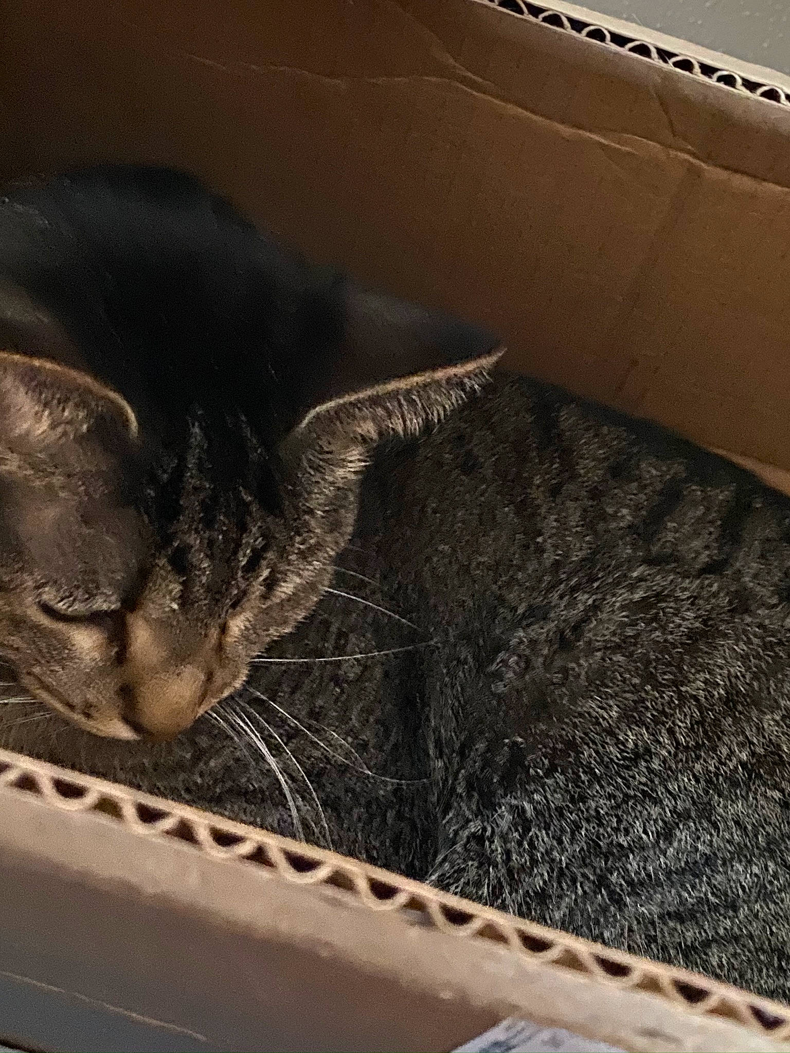 Elly Mae joined the competition — help win amazing prizes! automotive_exterior, box, carnivore, cat, cloud, comfort, domestic_short_haired_cat, felidae, flooring, fur, hardwood, metal, room, shipping_box, small_to_medium_sized_cats, snout, tail, tints_and_shades, whiskers, wood