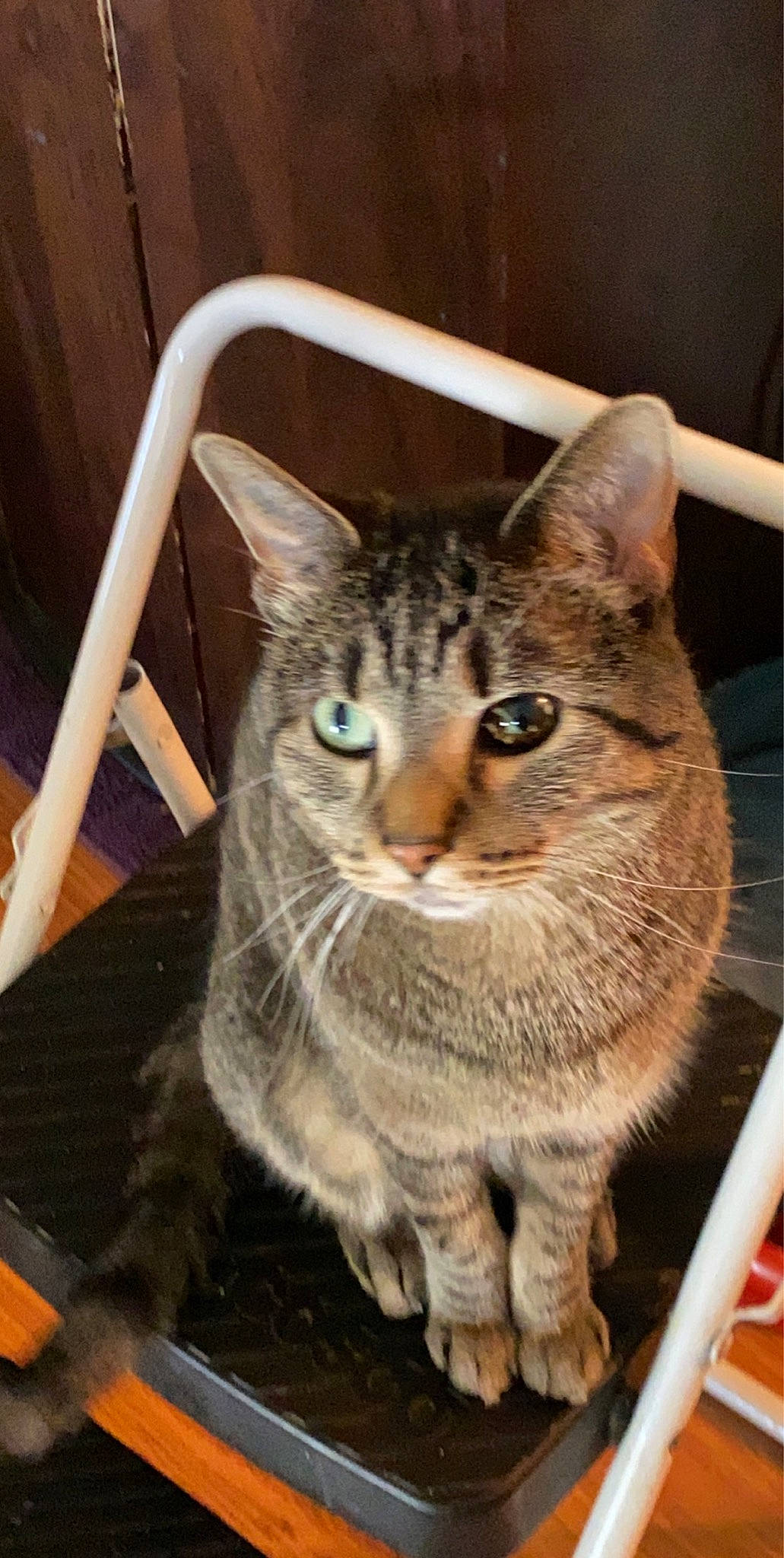 Elly Mae is registered to the contest to win money with this photo: box, carnivore, cat, domestic_short_haired_cat, fawn, felidae, fur, paw, small_to_medium_sized_cats, snout, terrestrial_animal, whiskers, window, wood