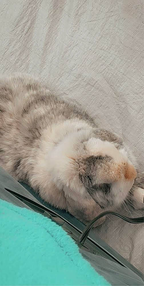 Smokey joined the competition — help win amazing prizes! carnivore, cat, claw, comfort, domestic_short_haired_cat, felidae, flooring, fur, grey, linens, nap, paw, sleep, small_to_medium_sized_cats, snout, tail, terrestrial_animal, whiskers, wildlife, wool