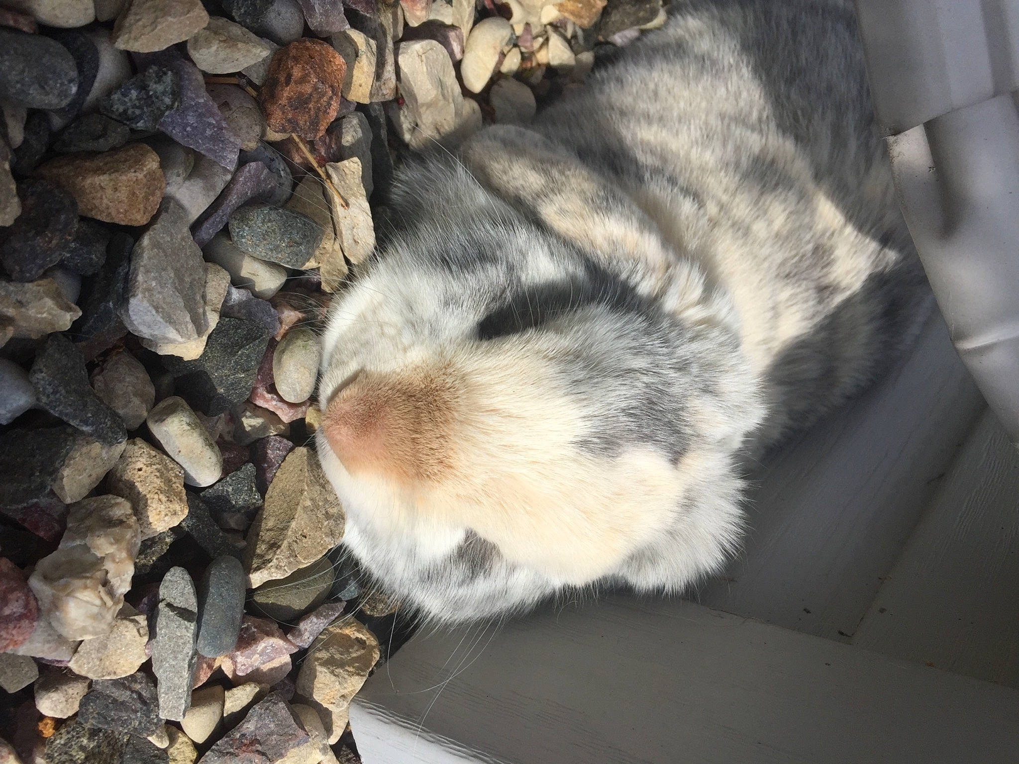 Smokey is registered to the contest to win money with this photo: canidae, carnivore, claw, dog_breed, fawn, felidae, fur, nap, paw, rock, sleep, small_to_medium_sized_cats, snout, sporting_group, tail, terrestrial_animal, whiskers, wildlife