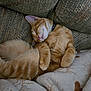 Milo is registered to the contest to win money with this photo: cat, ginger_cat, sleeping, cozy, couch, blanket, feline, pet, fur, relaxed, indoor, cute, whiskers, tail, paws, domestic_animal, nap, comfort, resting, collar