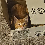 Milo is registered to the contest to win money with this photo: cat, orange_tabby, cardboard_box, carpet, pet, indoor, animal, feline, curious, cute, resting, head, container, box_labels, nutrition_facts, close_up, domestic_cat, cozy, hiding, home